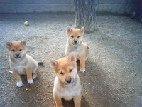 『柴犬』桌布１