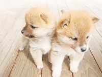 『柴犬』桌布１