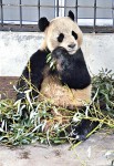 中英簽 314億合約展「熊貓外交」