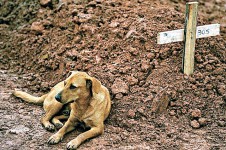 主人命喪洪災　巴西義犬堅守墳前